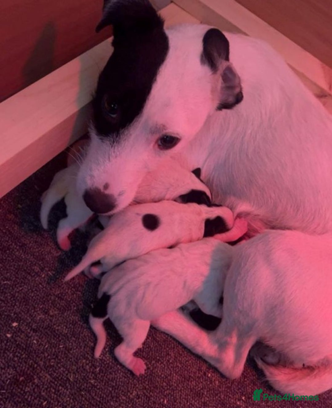 Jack Russell dogs for sale: 2 Adorable Jack Russell puppies  - Advert 3