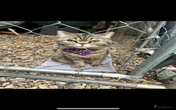 Persian cats for sale: Persian exotic cats - new homes needed - Image 19