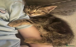 Mixed Breed cats for sale: Beautiful bengal cross kittens  - Image 5