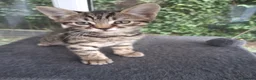 Mixed Breed cats for sale: Stunning Toyger striped tabbies 😻 - Advert 4