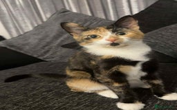 Domestic Shorthair cats for sale: Kitten  - Image 1