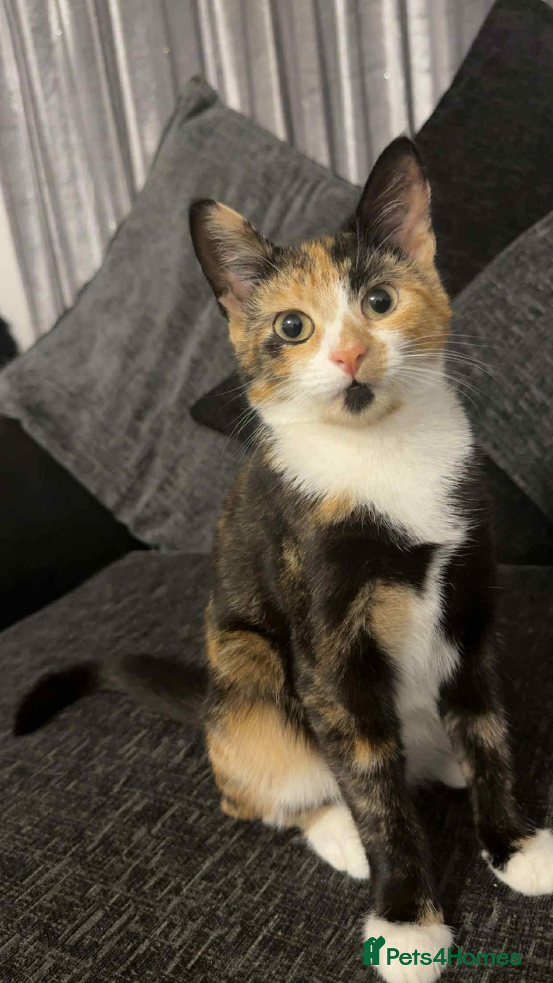Domestic Shorthair cats for sale: Kitten  - Image 1