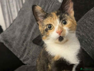 Domestic Shorthair cats - Advert 24