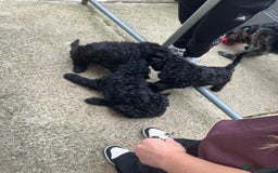 Mixed Breed dogs for sale: Shepadoodles - Image 4