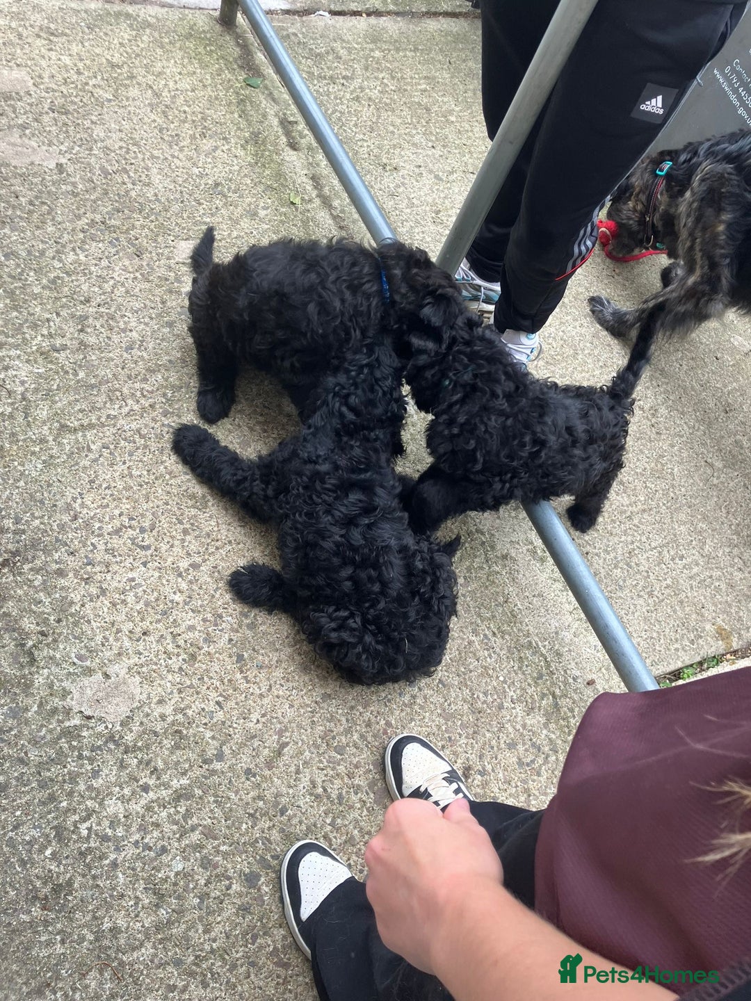 Mixed Breed dogs for sale: Shepadoodles - Image 4