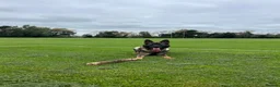 German Shepherd dogs for sale: “Ace” - 2yr old GSD male - Entire - Advert 3