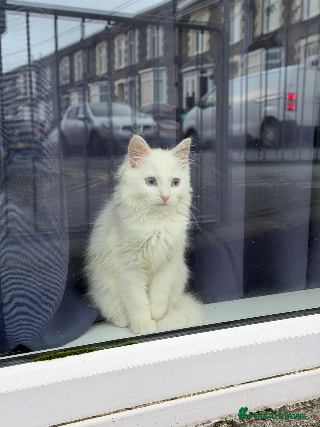Ragdoll cats for sale: White ragdoll  in Bargoed - Advert 2