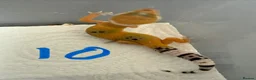 Leopard Gecko reptiles for sale: Leopard geckos - Advert 10