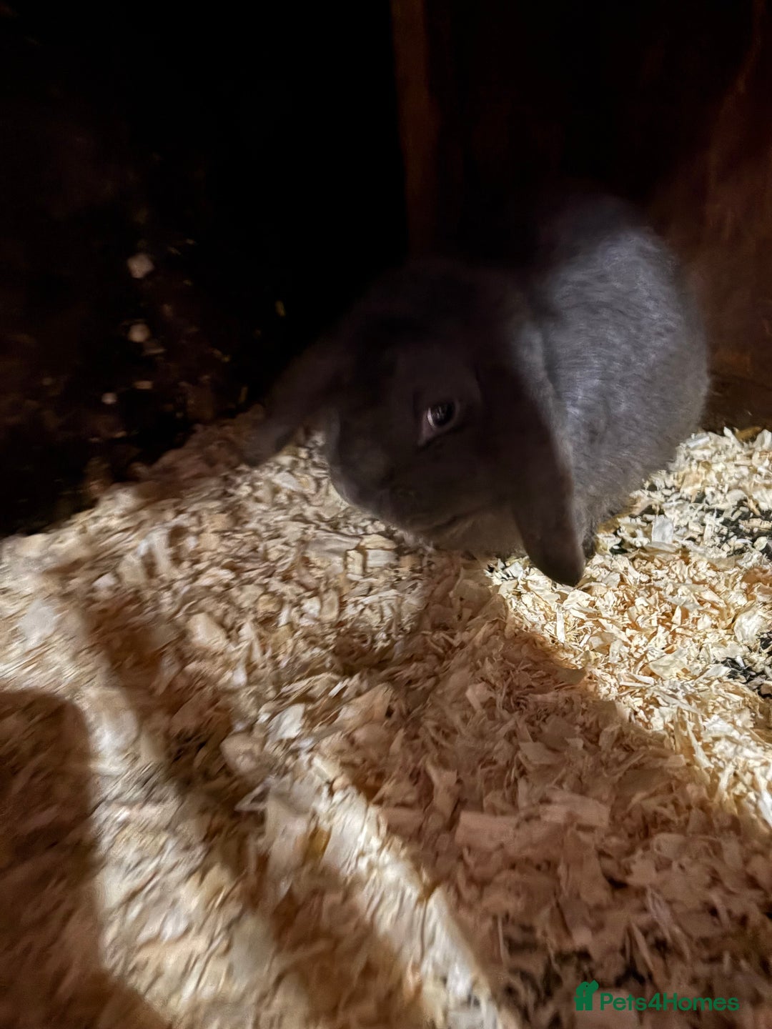 Mini Lop rabbits for sale: Mini lop male rabbits  - Advert 5