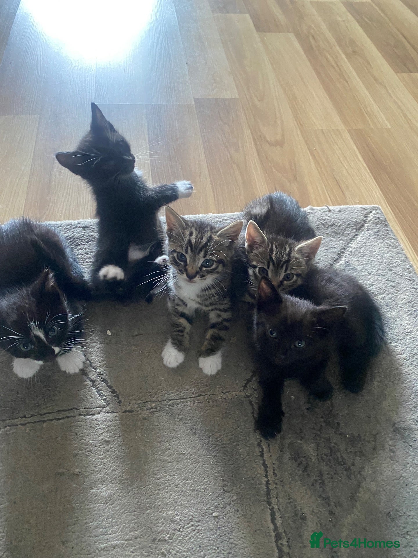 Mixed Breed cats 😍🐈5 male kittens for sale🐈 😍 - Advert 4