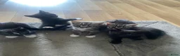 Mixed Breed cats for sale: 😍🐈5 male kittens for sale🐈 😍 - Advert 1