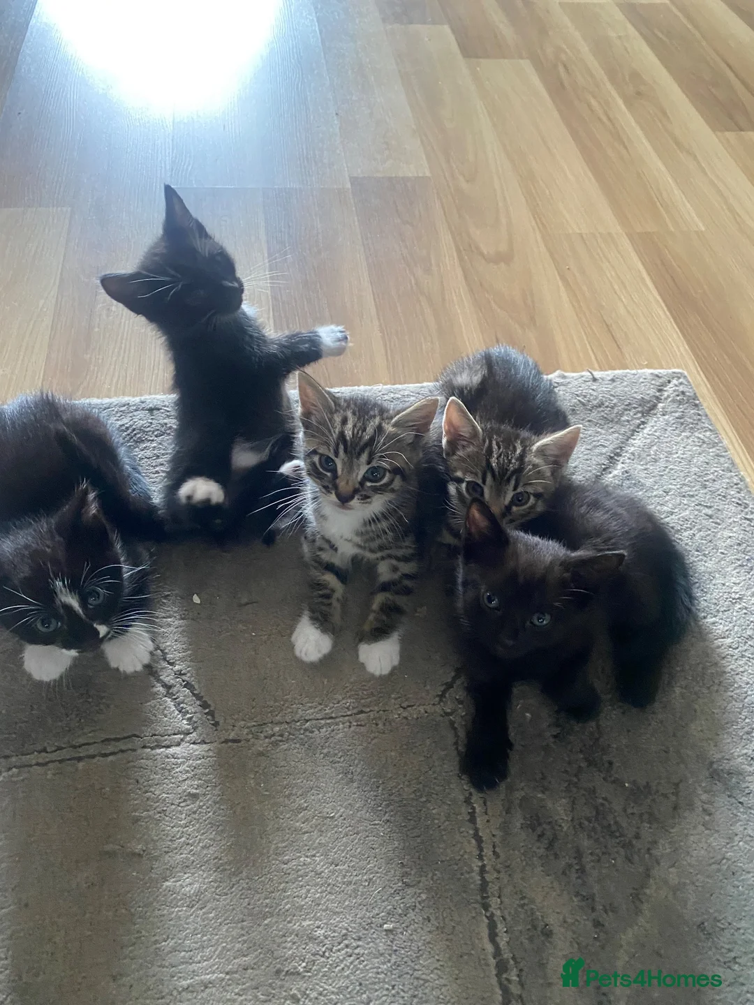 Mixed Breed cats for sale: 😍🐈5 male kittens for sale🐈 😍 - Advert 1