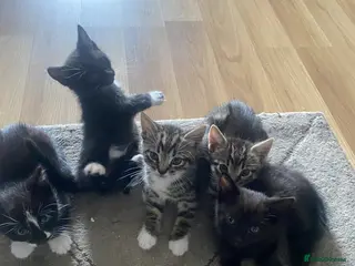 Mixed Breed cats 😍🐈5 male kittens for sale🐈 😍 - Advert 1