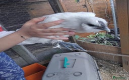 Chickens poultry for sale:  SILKIE CROSS ( 2 Roosters and hen ) - Image 4