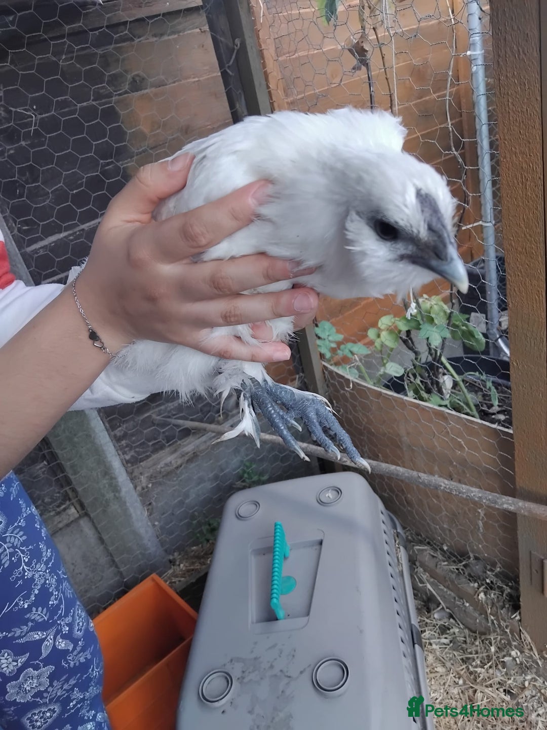 Chickens poultry for sale:  SILKIE CROSS ( 2 Roosters and hen ) - Image 4