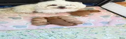 Maltipoo dogs for sale: Asian Maltipo Puppies XS Teddy Bear Faces Expected - Advert 12