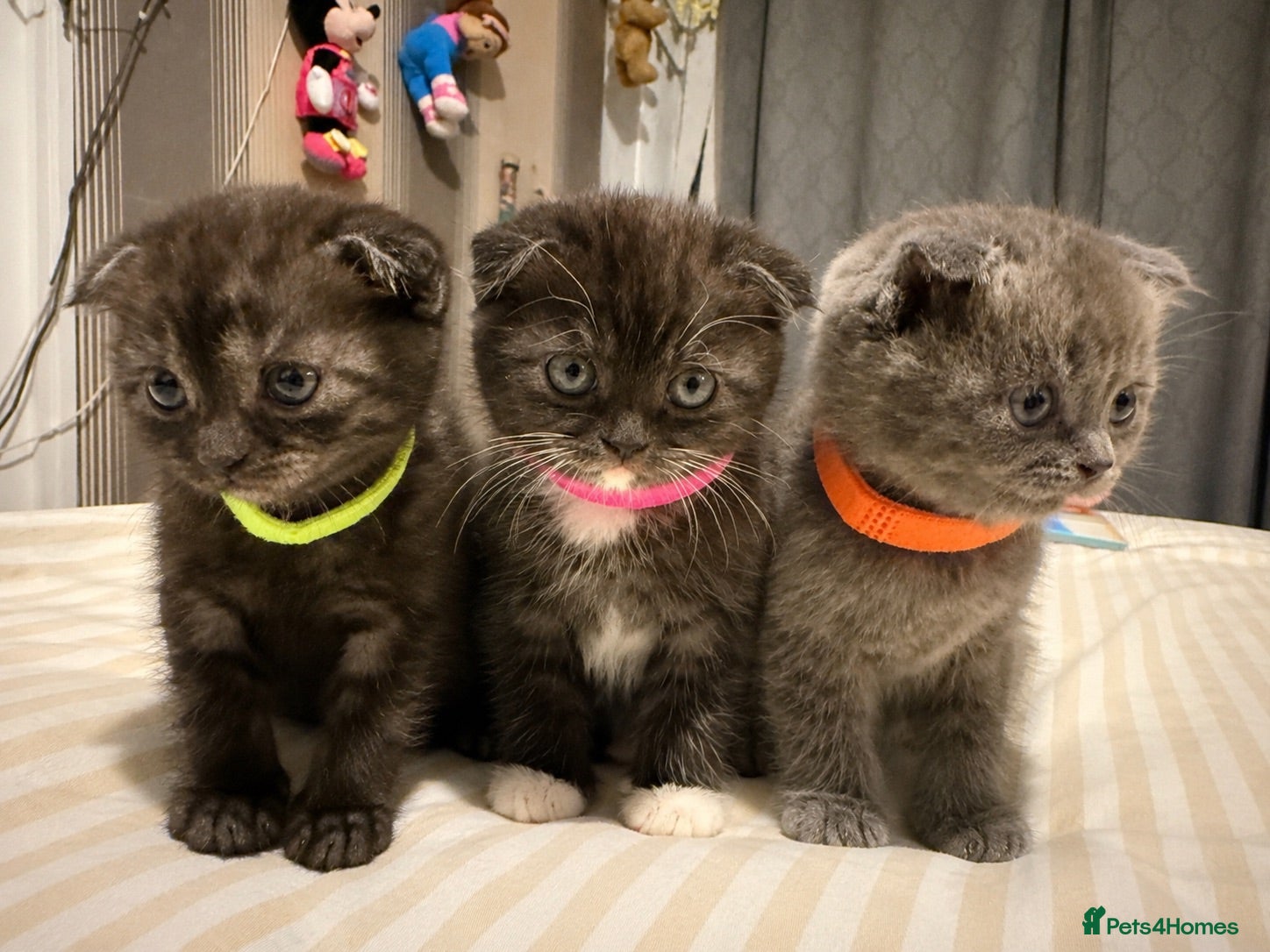 Mixed Breed cats ‼️READY‼️BritishShorthair&ScottishFold Kittens - Advert 2