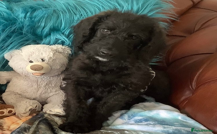 Poodle dogs - Advert 2