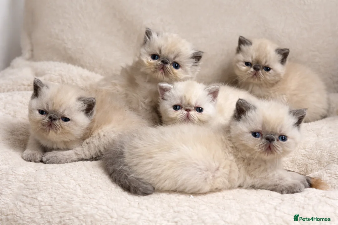 Persian cats for sale: 🌟 Persian x Exotic Blue Point Kittens 🌟 - Advert 1