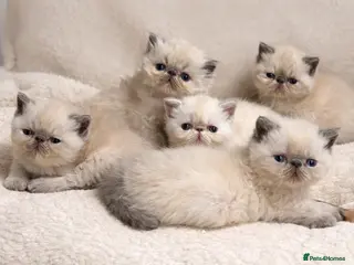 Persian cats 🌟 Persian x Exotic Blue Point Kittens 🌟 - Advert 1