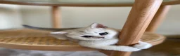 Scottish Fold cats for sale: 3 Unique Scottish Folds! - Advert 7