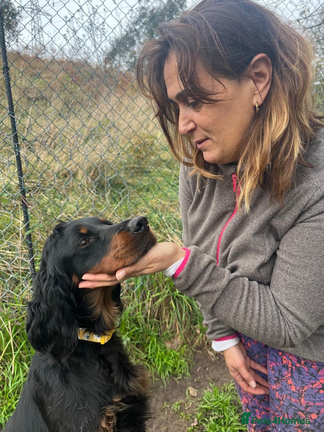 Gordon Setter dogs for adoption: Ona   - Advert 2