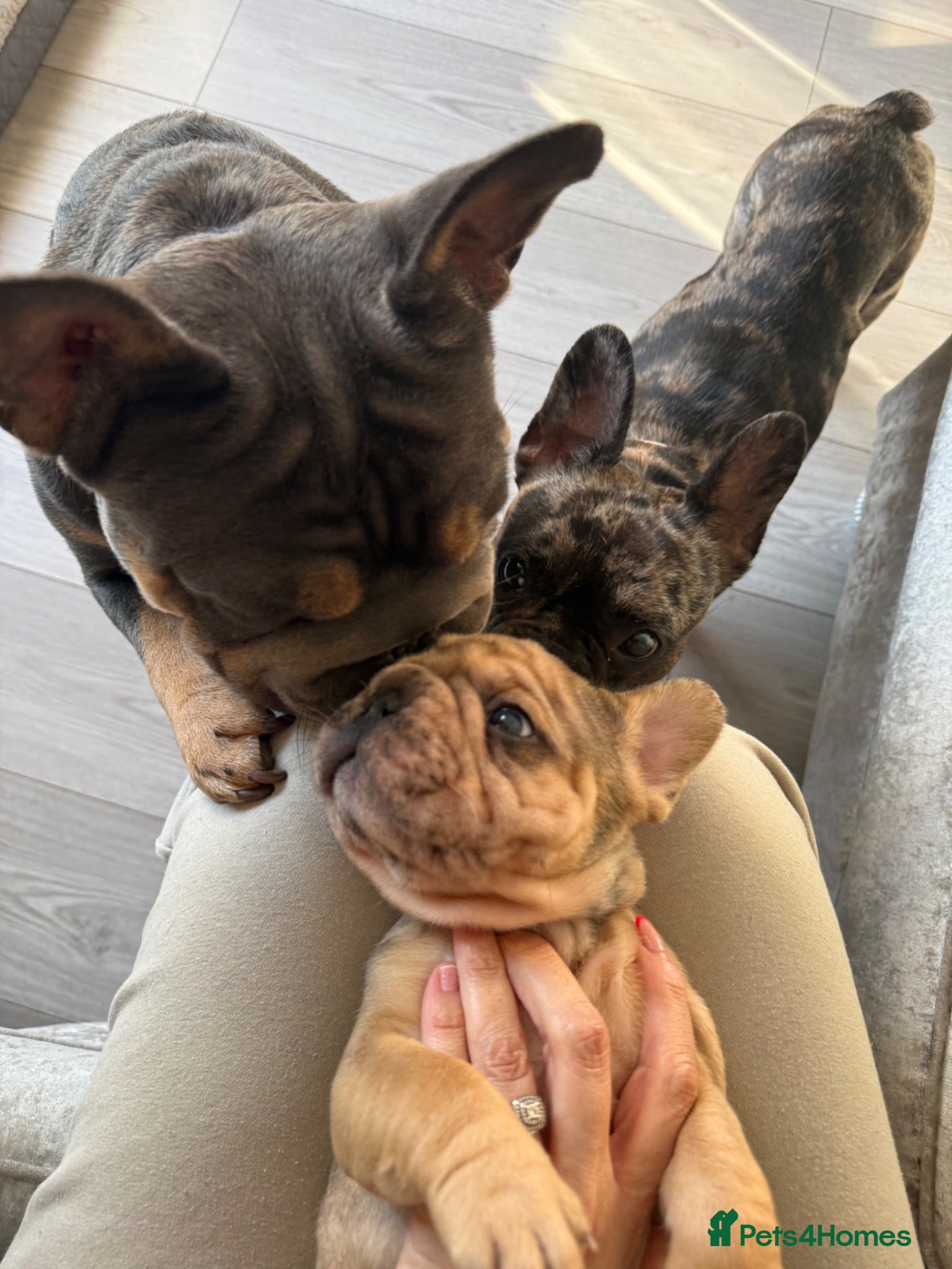 French Bulldog dogs 🌟beautiful KC reg pups🌟 Ready to go  - Advert 18