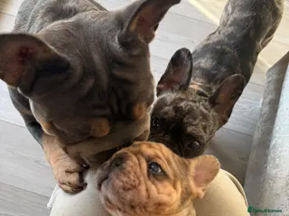 French Bulldog dogs 🌟beautiful KC reg pups🌟 Ready to go - Advert 11