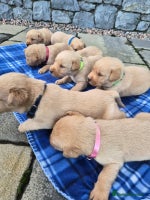 Labrador Retriever dogs - Advert 3