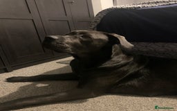 Cane Corso dogs for sale: FREE female cane corso - Image 4