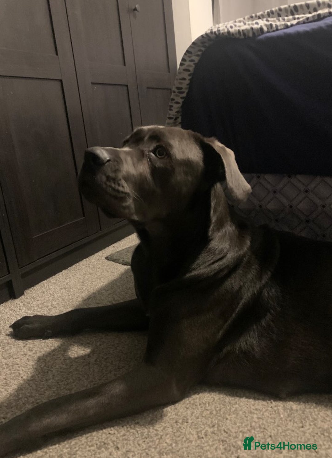 Cane Corso dogs for sale: FREE female cane corso - Image 4