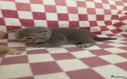 British Shorthair cats for sale: Gorgeous British shorthair kittens - Image 11