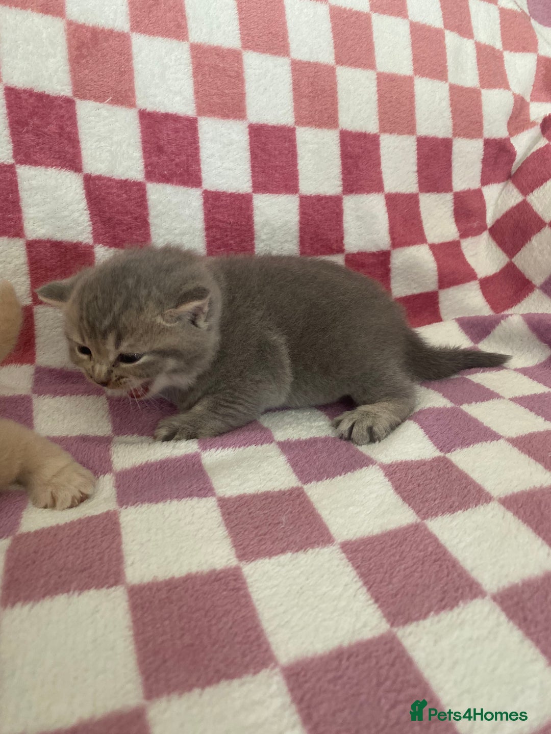British Shorthair cats for sale: Gorgeous British shorthair kittens - Image 11