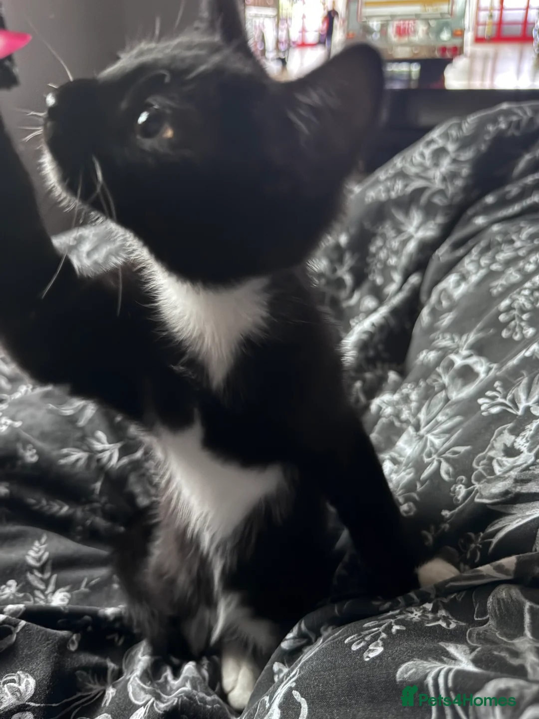 Mixed Breed cats for sale: Kitten  - Advert 2