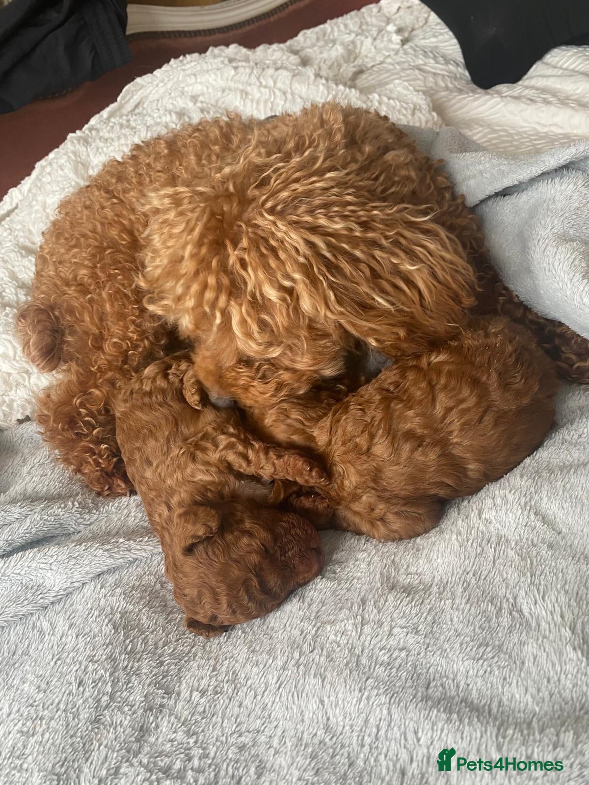Toy Poodle dogs Red toy poodle puppies  - Advert 12