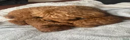 Toy Poodle dogs for sale: Red toy poodle puppies  in Nottingham - Advert 1
