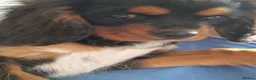 Cavalier King Charles Spaniel dogs for sale: X2 caviler king charles brothers - Advert 4