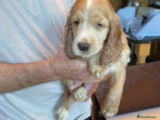 Cocker Spaniel dogs Working cocker spaniels - Advert 12