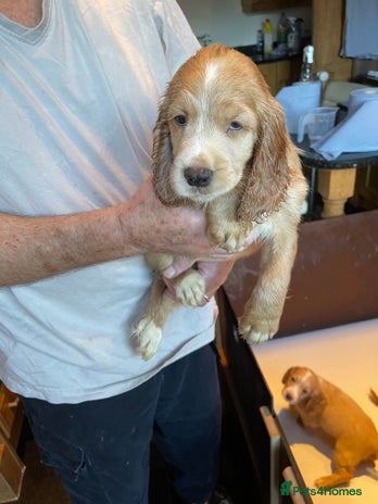 Cocker Spaniel dogs - Advert 2