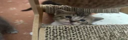 Mixed Breed cats for sale: 5 beautiful kittens with tabby markings - Advert 2