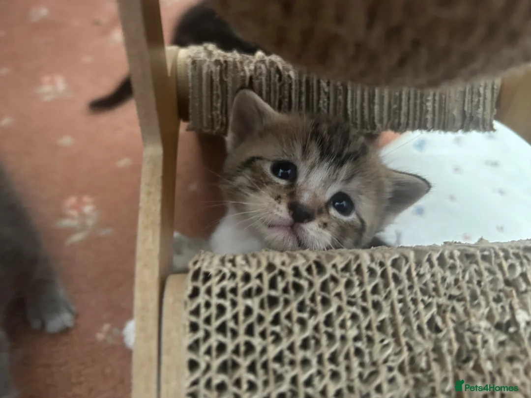 Mixed Breed cats for sale: 5 beautiful kittens with tabby markings - Advert 2