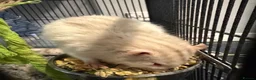 Rat rodents for sale: 2 male rats for sale  in Leeds - Advert 7