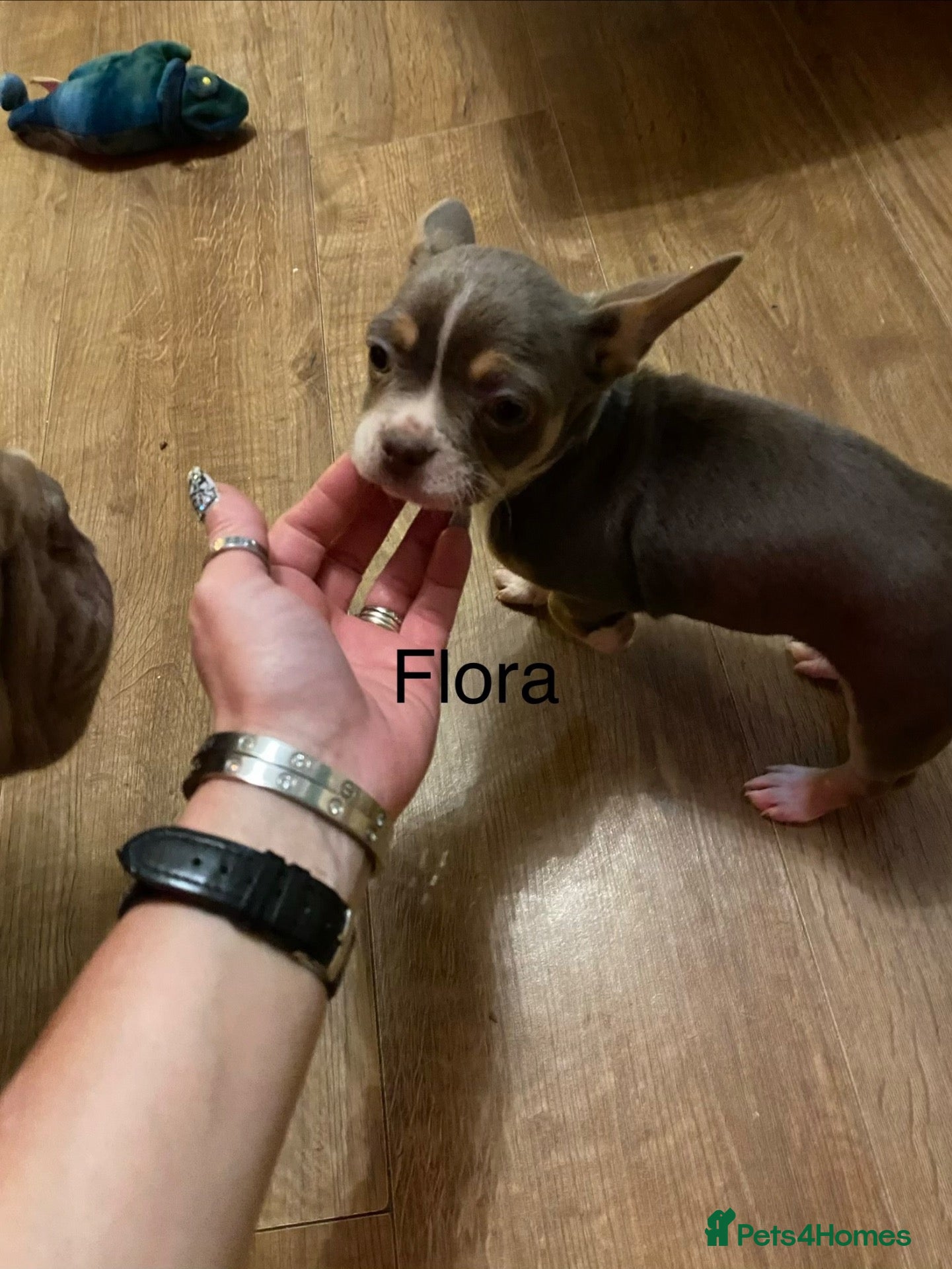 Mixed Breed dogs for sale: Chihuahua cross frenchie puppies - Advert 11