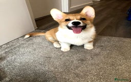 Welsh Corgi Pembroke dogs for sale: Show quality puppies - Image 20