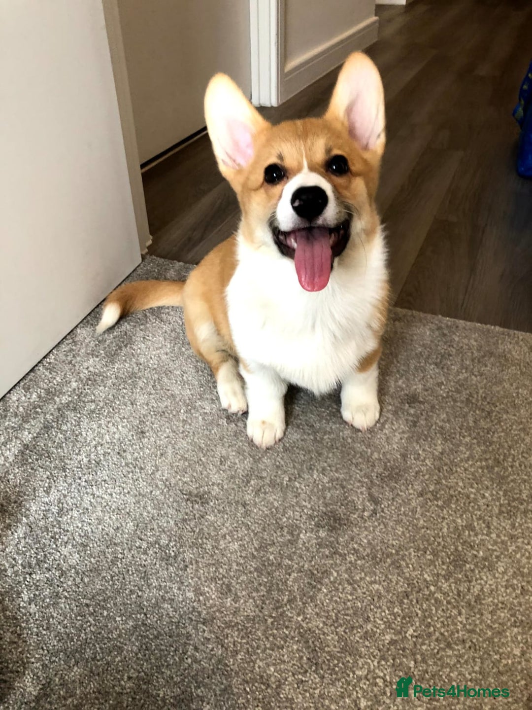 Welsh Corgi Pembroke dogs for sale: Show quality puppies - Image 20