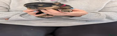 Puppy 3