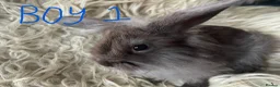 Lionhead rabbits for sale: Baby mini lop lion head rabbits  in Norwich - Advert 4