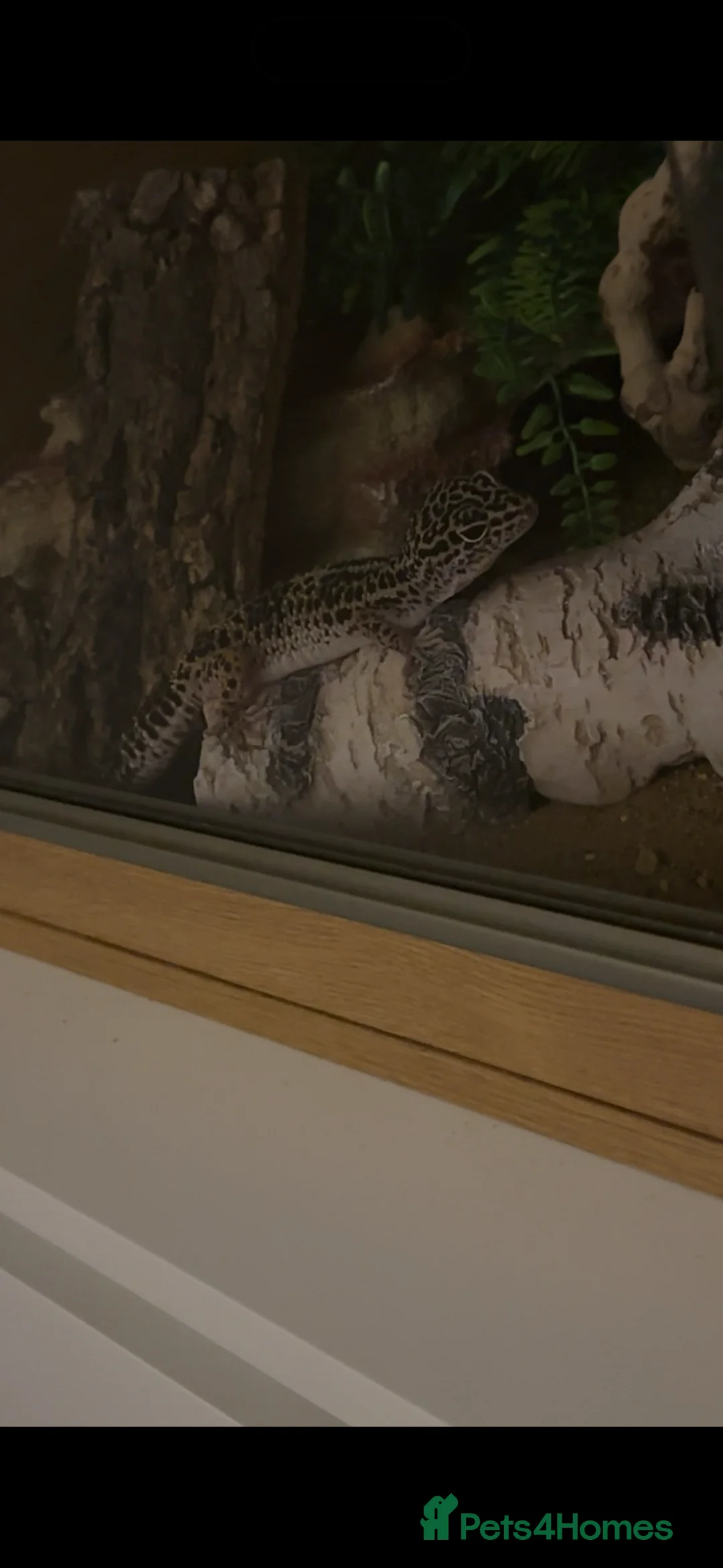 Leopard Gecko reptiles for sale: Female leopard gecko and full set up for sale - Advert 4