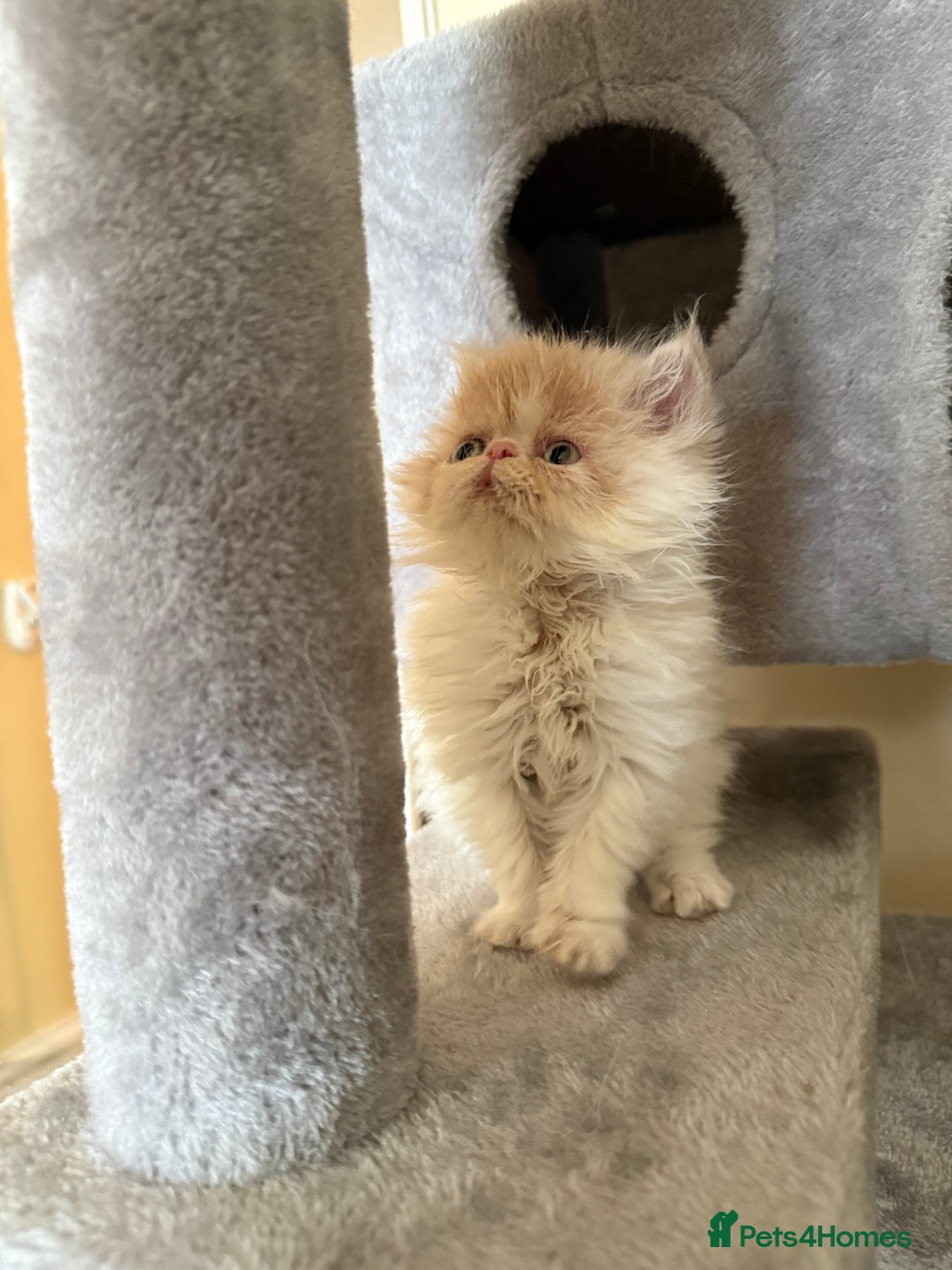 Persian cats for sale: GCCF registered Persian boy! (Colourpoint carrier) - Image 6