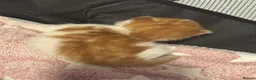 Domestic Shorthair cats for sale: 3  beautiful kittens  - Advert 6